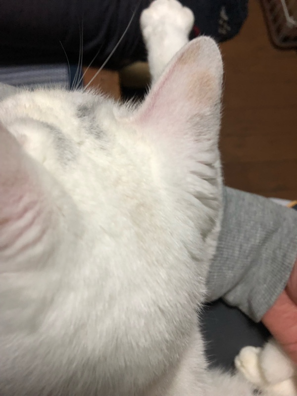 三毛猫 Welcome To Kimanmakoubou Kikori